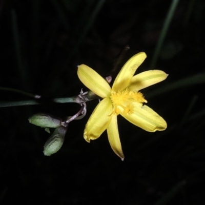 Tricoryne elatior (Yellow Rush Lily) at Point Hut to Tharwa - 14 Mar 2020 by MichaelBedingfield