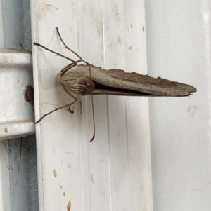 Heteronympha merope at Aranda, ACT - 14 Mar 2020