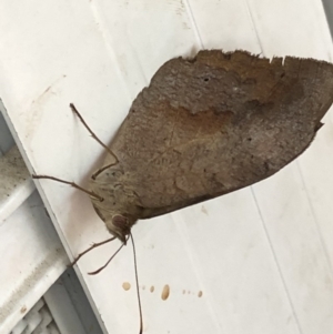 Heteronympha merope at Aranda, ACT - 14 Mar 2020