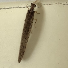 Oedosmylus tasmaniensis at Aranda, ACT - 16 Mar 2020