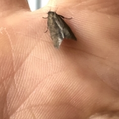 Oecophoridae (family) (Unidentified Oecophorid concealer moth) at Aranda, ACT - 16 Mar 2020 by Jubeyjubes