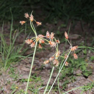 Fimbristylis dichotoma (A Sedge) at Pine Island to Point Hut - 11 Mar 2020 by michaelb