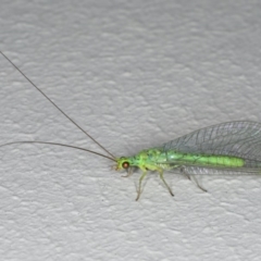 Plesiochrysa ramburi (A Green Lacewing) at Ainslie, ACT - 11 Mar 2020 by jbromilow50