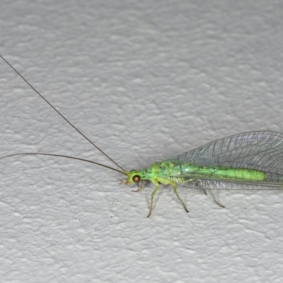 Plesiochrysa ramburi (A Green Lacewing) at Ainslie, ACT - 11 Mar 2020 by jbromilow50