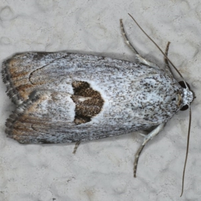 Armactica conchidia (Conchidia Moth) at Ainslie, ACT - 11 Mar 2020 by jbromilow50