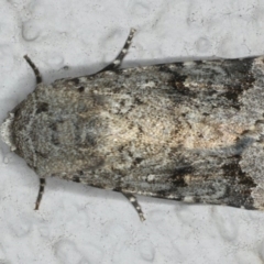 Thoracolopha verecunda (A Noctuid moth (Acronictinae)) at Ainslie, ACT - 11 Mar 2020 by jb2602