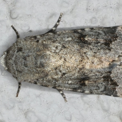 Thoracolopha verecunda (A Noctuid moth (Acronictinae)) at Ainslie, ACT - 11 Mar 2020 by jb2602