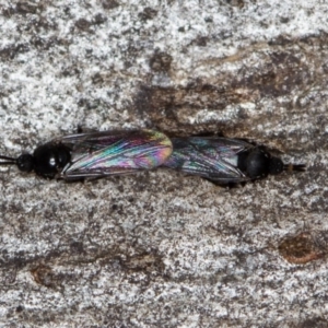 Scatopsidae (family) at Bruce, ACT - 13 Feb 2016 01:07 PM