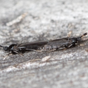 Scatopsidae (family) at Bruce, ACT - 13 Feb 2016