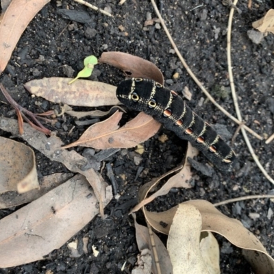 Theretra oldenlandiae (Impatiens Hawk Moth) at Bendalong, NSW - 15 Mar 2020 by BendyMike