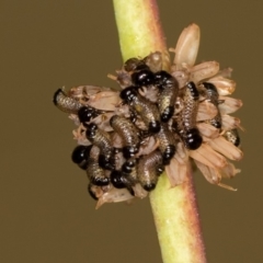 Paropsis atomaria (Eucalyptus leaf beetle) at Bruce, ACT - 13 Feb 2016 by Bron