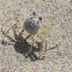 Ocypode cordimana (Smooth-Handed Ghost Crab) at Comerong Island, NSW - 2 Mar 2018 by CRSImages