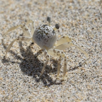 Ocypode cordimana (Smooth-Handed Ghost Crab) at Comerong Island, NSW - 2 Mar 2018 by CRSImages