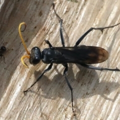 Fabriogenia sp. (genus) (Spider wasp) at Ainslie, ACT - 11 Mar 2020 by jb2602