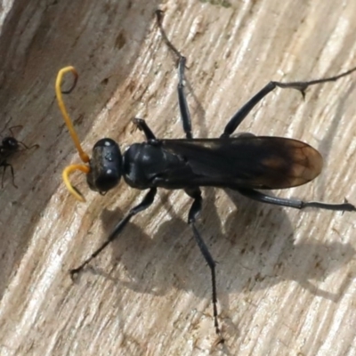 Fabriogenia sp. (genus) (Spider wasp) at Ainslie, ACT - 11 Mar 2020 by jb2602