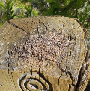 Papyrius nitidus at Paddys River, ACT - suppressed