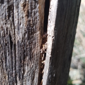 Papyrius nitidus at Paddys River, ACT - suppressed