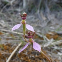 Eriochilus cucullatus (Parson's Bands) at Tuggeranong Hill - 16 Mar 2020 by Owen