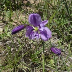 Arthropodium fimbriatum (Nodding Chocolate Lily) at Theodore, ACT - 16 Mar 2020 by Owen