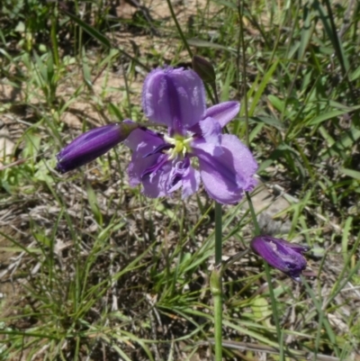 Arthropodium fimbriatum (Nodding Chocolate Lily) at Theodore, ACT - 16 Mar 2020 by Owen