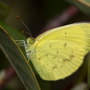 Eurema smilax at Bruce, ACT - 29 Oct 2016