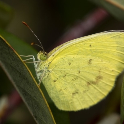 Eurema smilax (Small Grass-yellow) at Bruce, ACT - 29 Oct 2016 by Bron