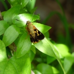 Trapezites symmomus (Splendid Ochre) at Bermagui, NSW - 16 Mar 2020 by Jackie Lambert