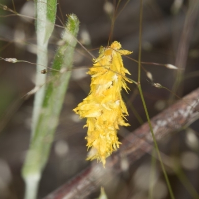 Heliocosma (genus - immature) (A tortrix or leafroller moth) at Bruce, ACT - 29 Oct 2016 by Bron