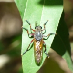 Asilidae (family) (Unidentified Robber fly) at Bermagui, NSW - 16 Mar 2020 by JackieLambert