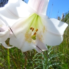 Lilium formosanum (Taiwan Lily, Tiger Lily) at Bermagui, NSW - 16 Mar 2020 by JackieLambert