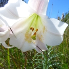 Lilium formosanum (Taiwan Lily, Tiger Lily) at Bermagui, NSW - 16 Mar 2020 by Jackie Lambert