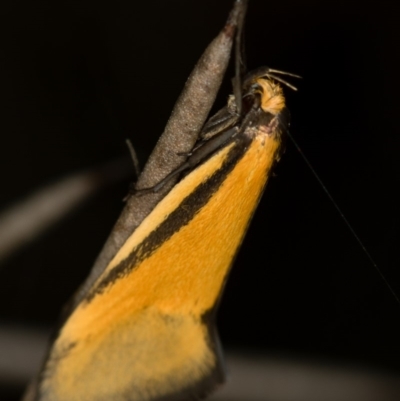 Philobota undescribed species near arabella (A concealer moth) at Bruce, ACT - 29 Oct 2016 by Bron