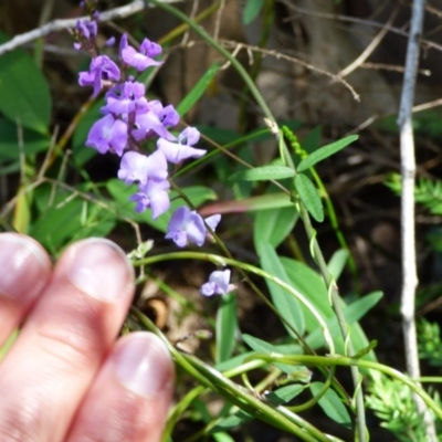 Glycine clandestina (Twining Glycine) at Bermagui, NSW - 16 Mar 2020 by JackieLambert