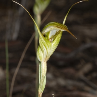 Diplodium ampliatum (Large Autumn Greenhood) at Crace, ACT - 15 Mar 2020 by DerekC