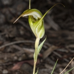 Diplodium ampliatum at Crace, ACT - 15 Mar 2020