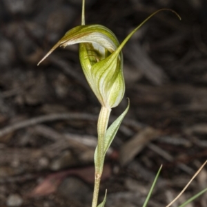 Diplodium ampliatum at Crace, ACT - 15 Mar 2020