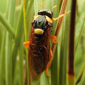 Perga affinis at ANBG - 16 Mar 2020