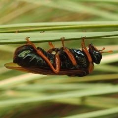 Perga affinis at ANBG - 16 Mar 2020 12:51 PM