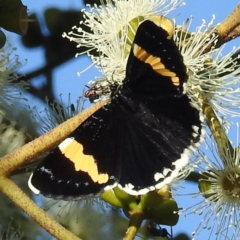 Eutrichopidia latinus (Yellow-banded Day-moth) at Acton, ACT - 28 Feb 2020 by HelenCross