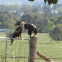 Aquila audax (Wedge-tailed Eagle) at Symonston, ACT - 16 Mar 2020 by CallumBraeRuralProperty