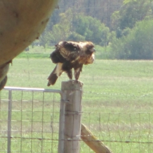 Aquila audax at Symonston, ACT - 16 Mar 2020