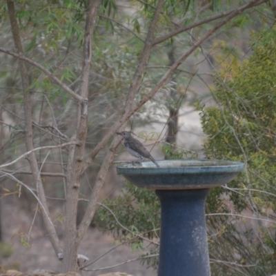 Colluricincla harmonica (Grey Shrikethrush) at Wamboin, NSW - 13 Jan 2020 by natureguy