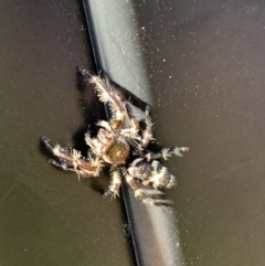 Sandalodes superbus (Ludicra Jumping Spider) at Black Range, NSW - 16 Mar 2020 by Steph H