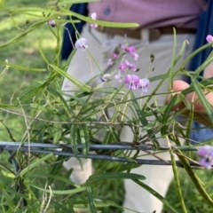 Glycine clandestina (Twining Glycine) at Black Range, NSW - 16 Mar 2020 by StephH