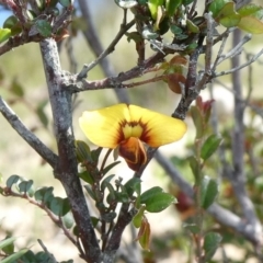 Bossiaea buxifolia (Matted Bossiaea) at Tuggeranong Hill - 16 Mar 2020 by Owen