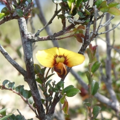 Bossiaea buxifolia (Matted Bossiaea) at Tuggeranong Hill - 16 Mar 2020 by Owen