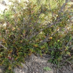 Bossiaea buxifolia at Theodore, ACT - 16 Mar 2020