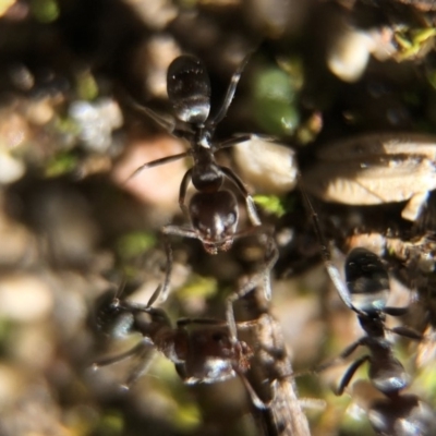 Iridomyrmex sp. (genus) (Ant) at Aranda, ACT - 16 Mar 2020 by Jubeyjubes