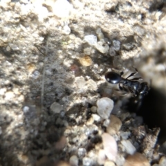 Pheidole sp. (genus) at Aranda, ACT - 16 Mar 2020