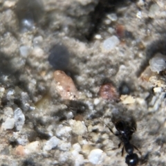 Pheidole sp. (genus) at Aranda, ACT - 16 Mar 2020